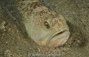 Trachinus draco a fish that sting, use to stay behinded u... by Antonio Colacino 